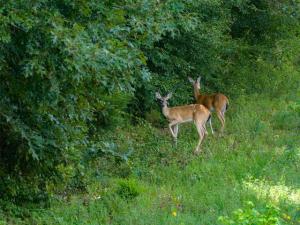 MLS #21334256 image #0